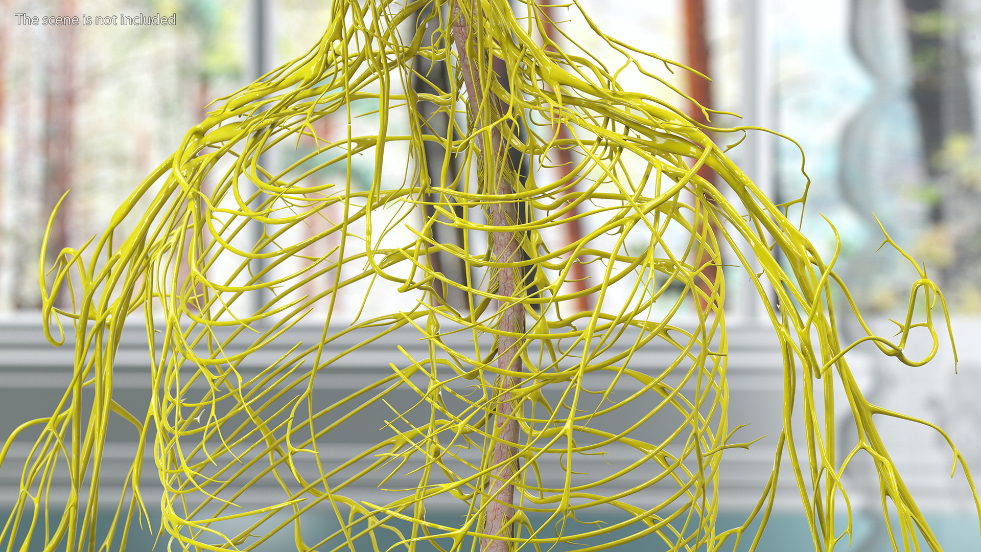 Young Boy Nervous System 3D model