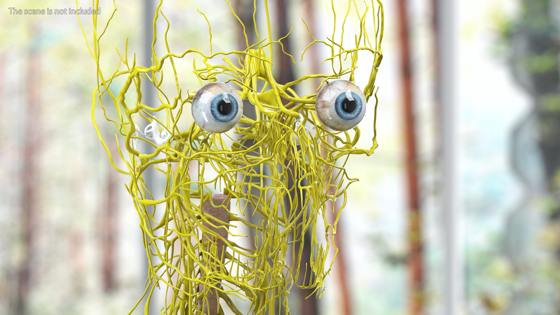 Young Boy Nervous System 3D model