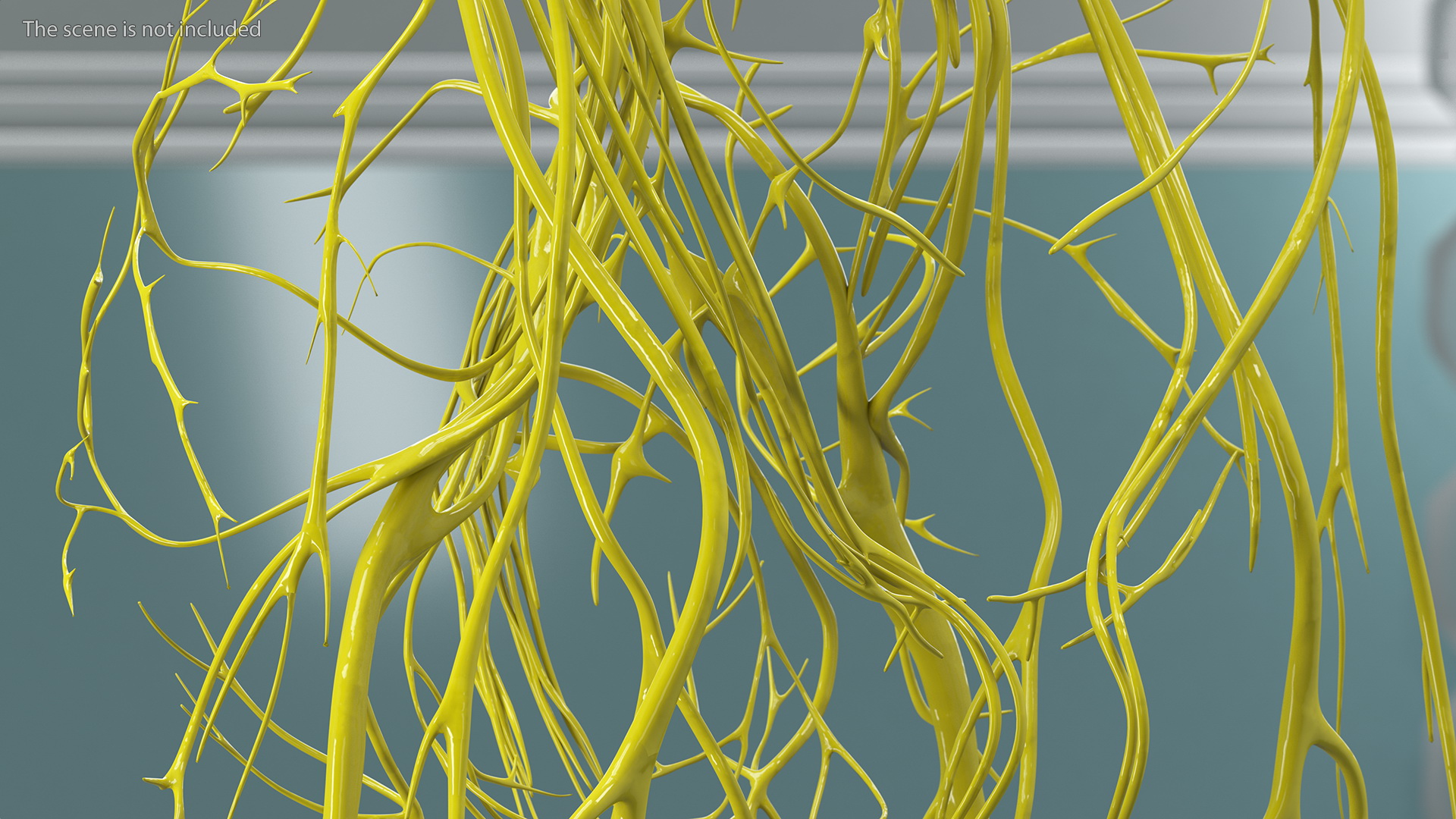 Young Boy Nervous System 3D model