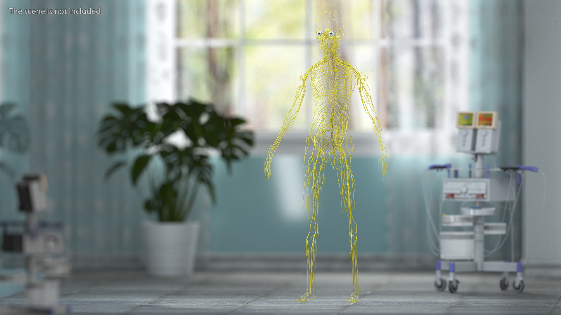 Young Boy Nervous System 3D model