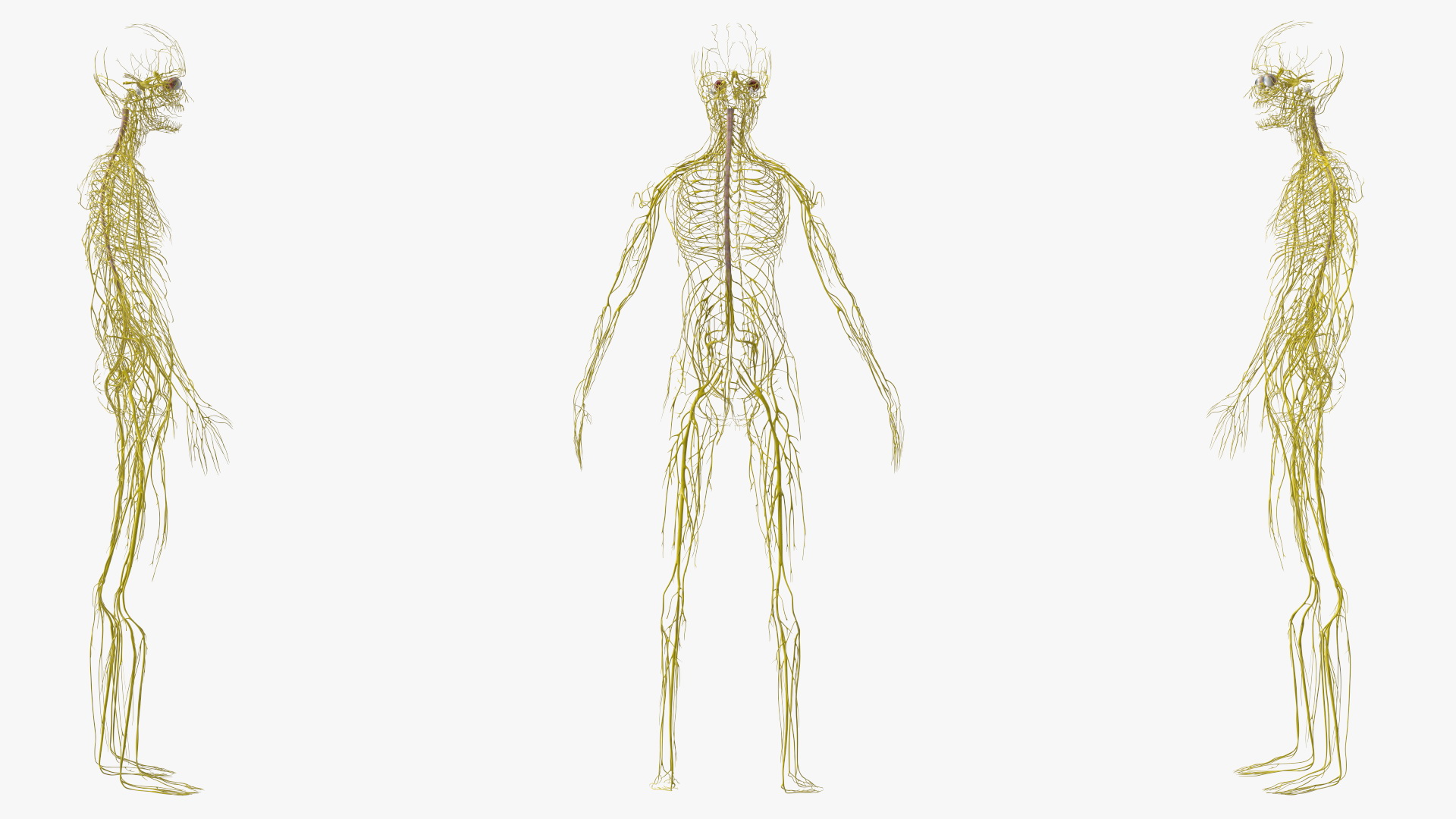 Young Boy Nervous System 3D model