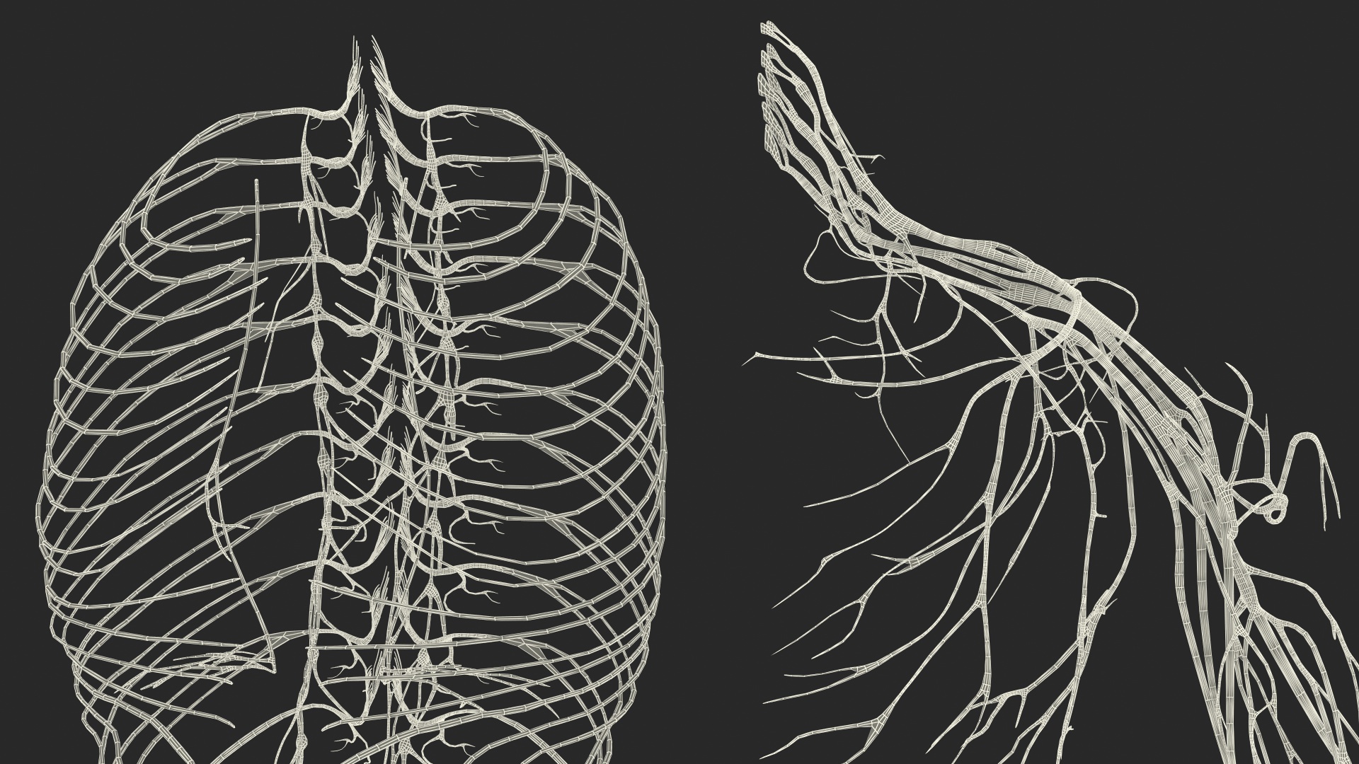 Young Boy Nervous System 3D model