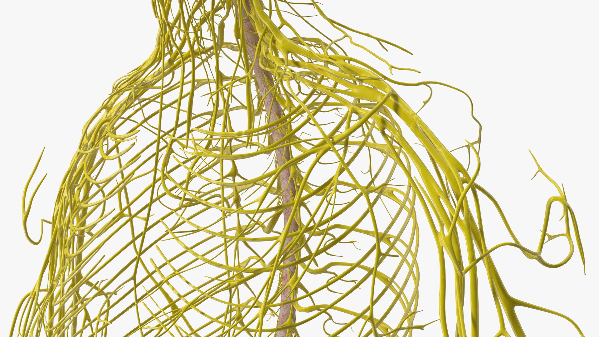 Young Boy Nervous System 3D model