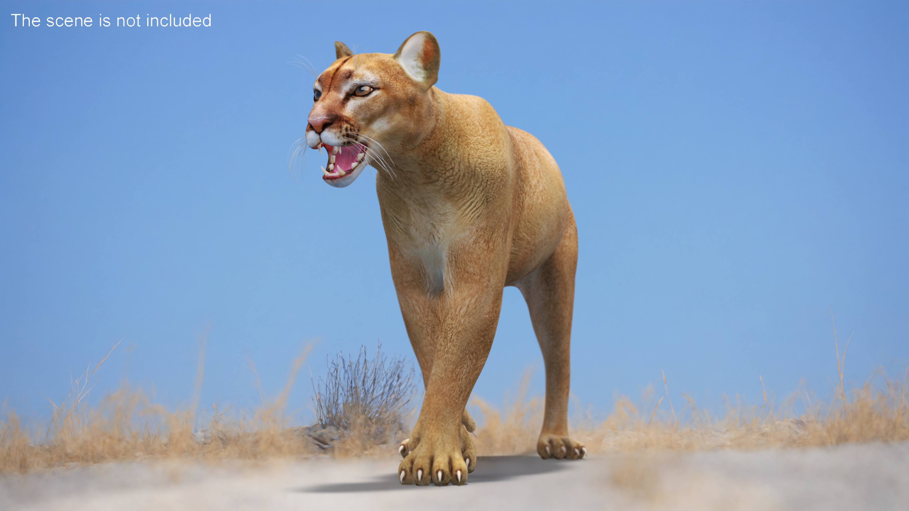 3D Snarling Puma model