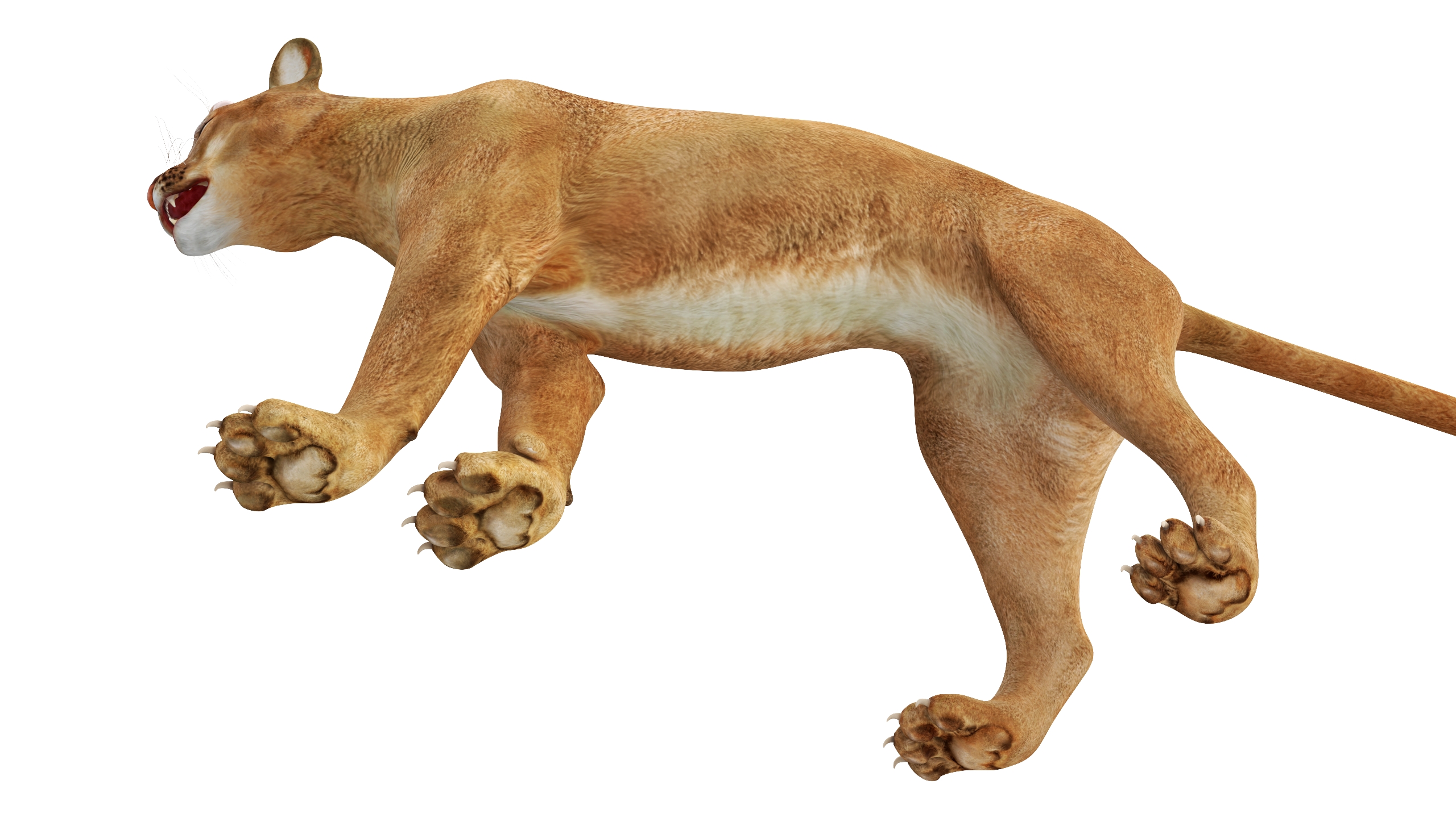 3D Snarling Puma model