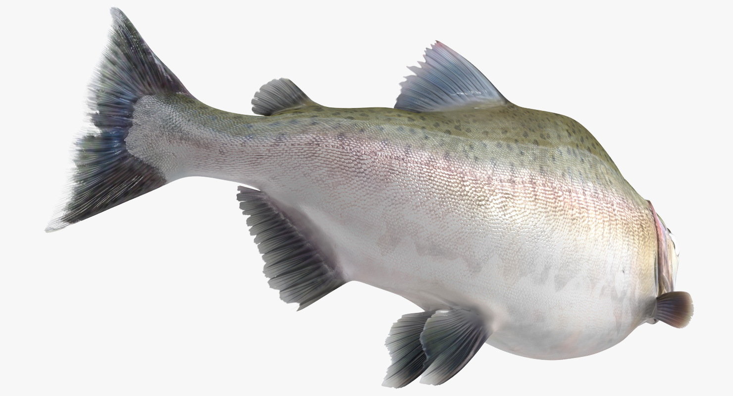 Pink Salmon Swiming Pose 3D model