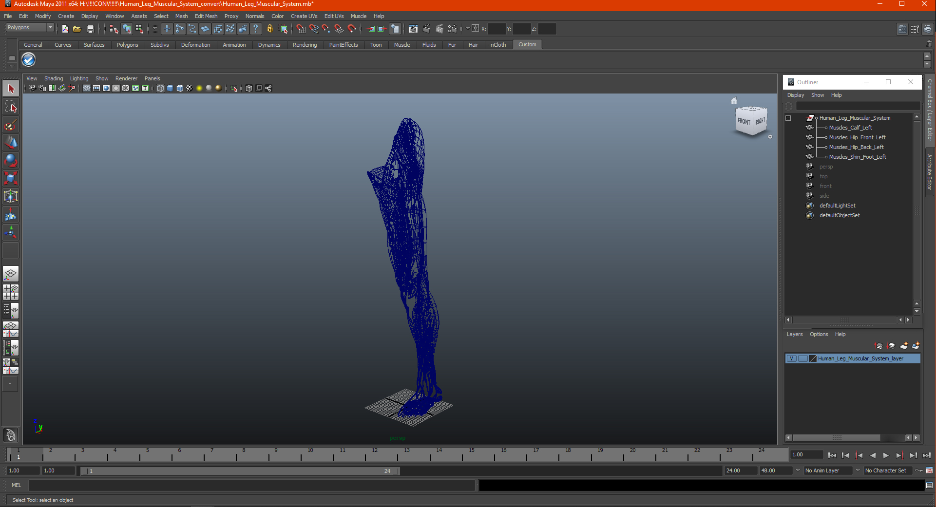 3D model Human Leg Muscular System