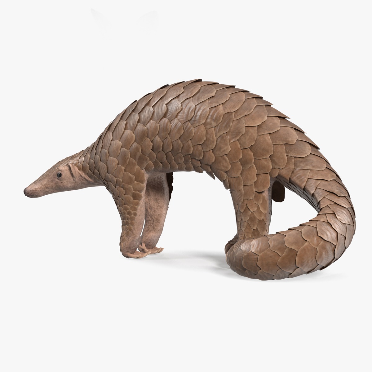 Pangolin Rigged for Cinema 4D 3D model