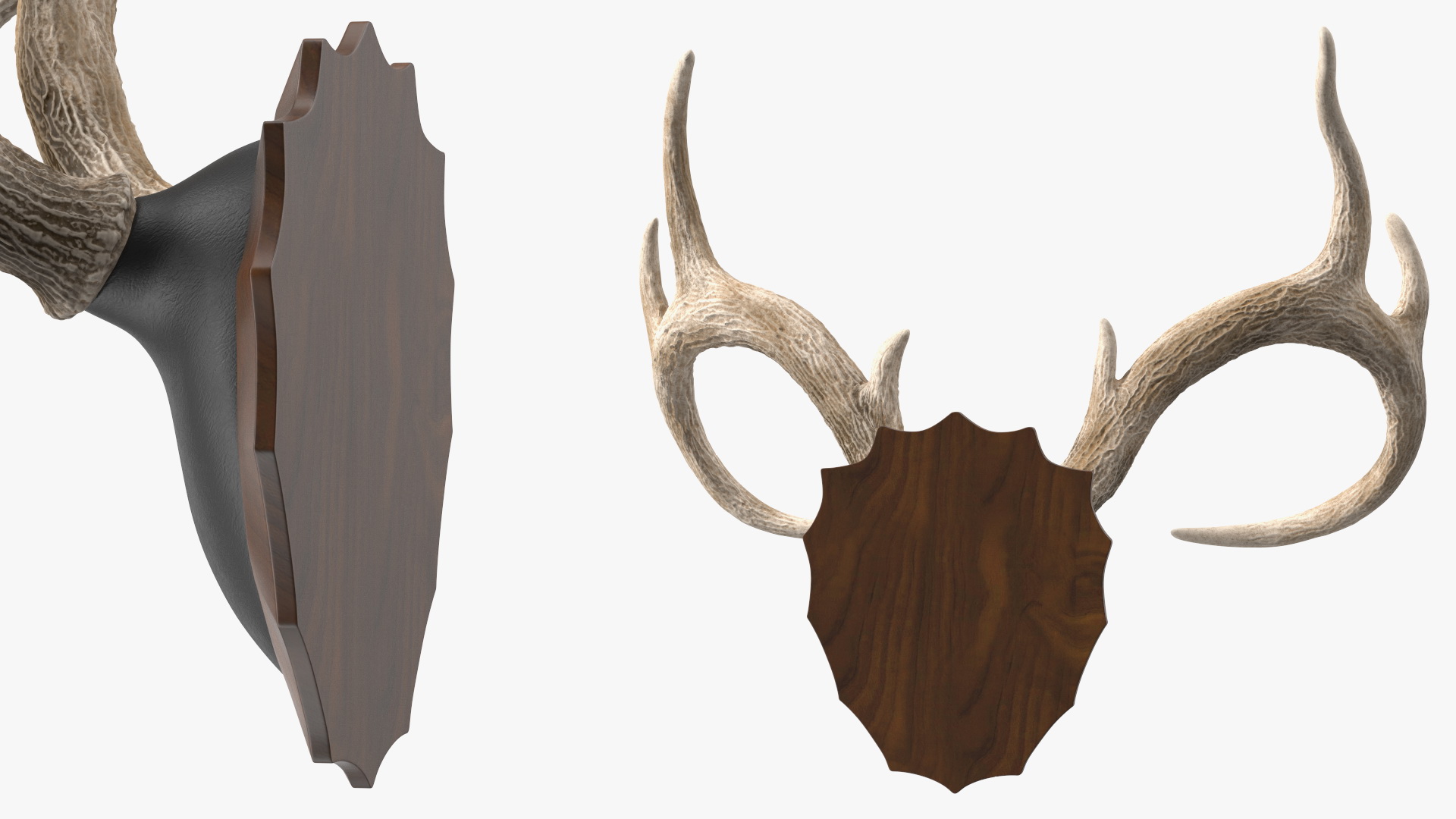 3D Deer Antlers on a Wall Mount model