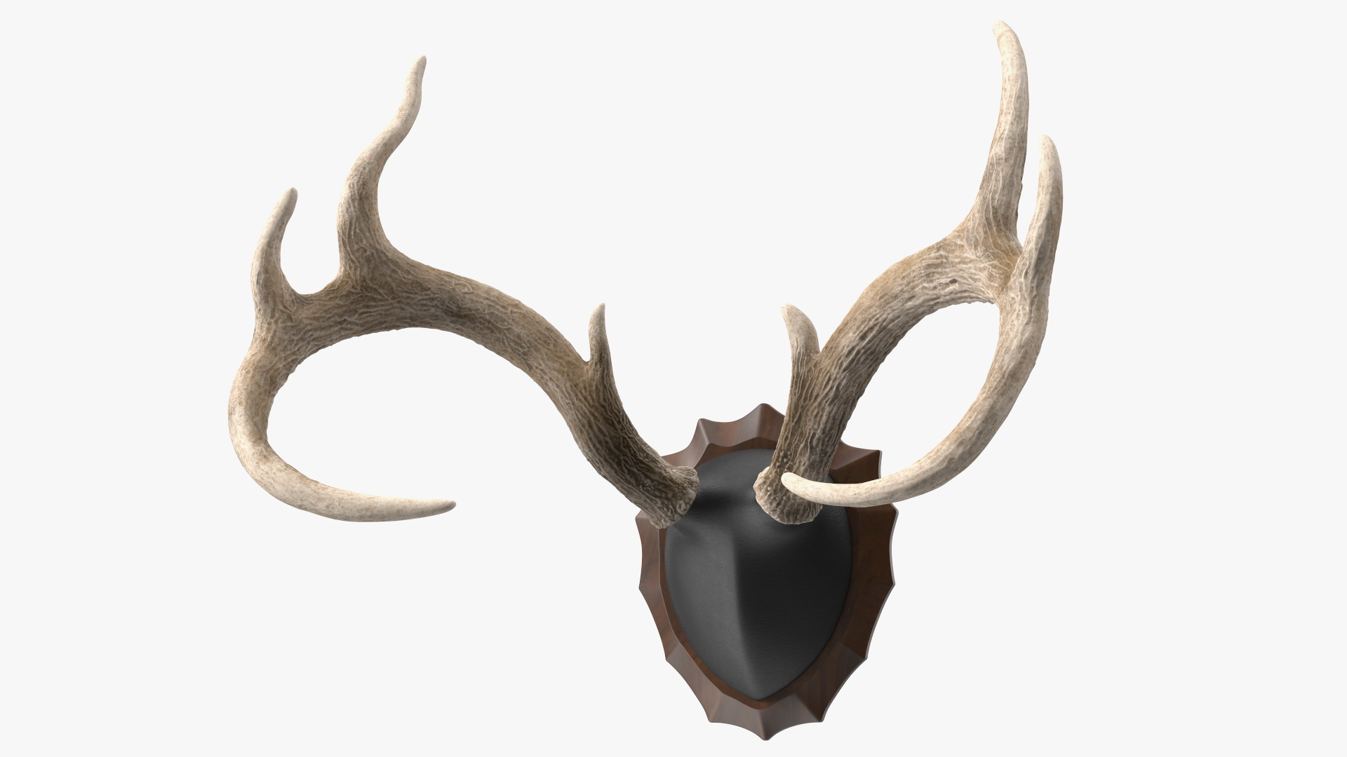 3D Deer Antlers on a Wall Mount model