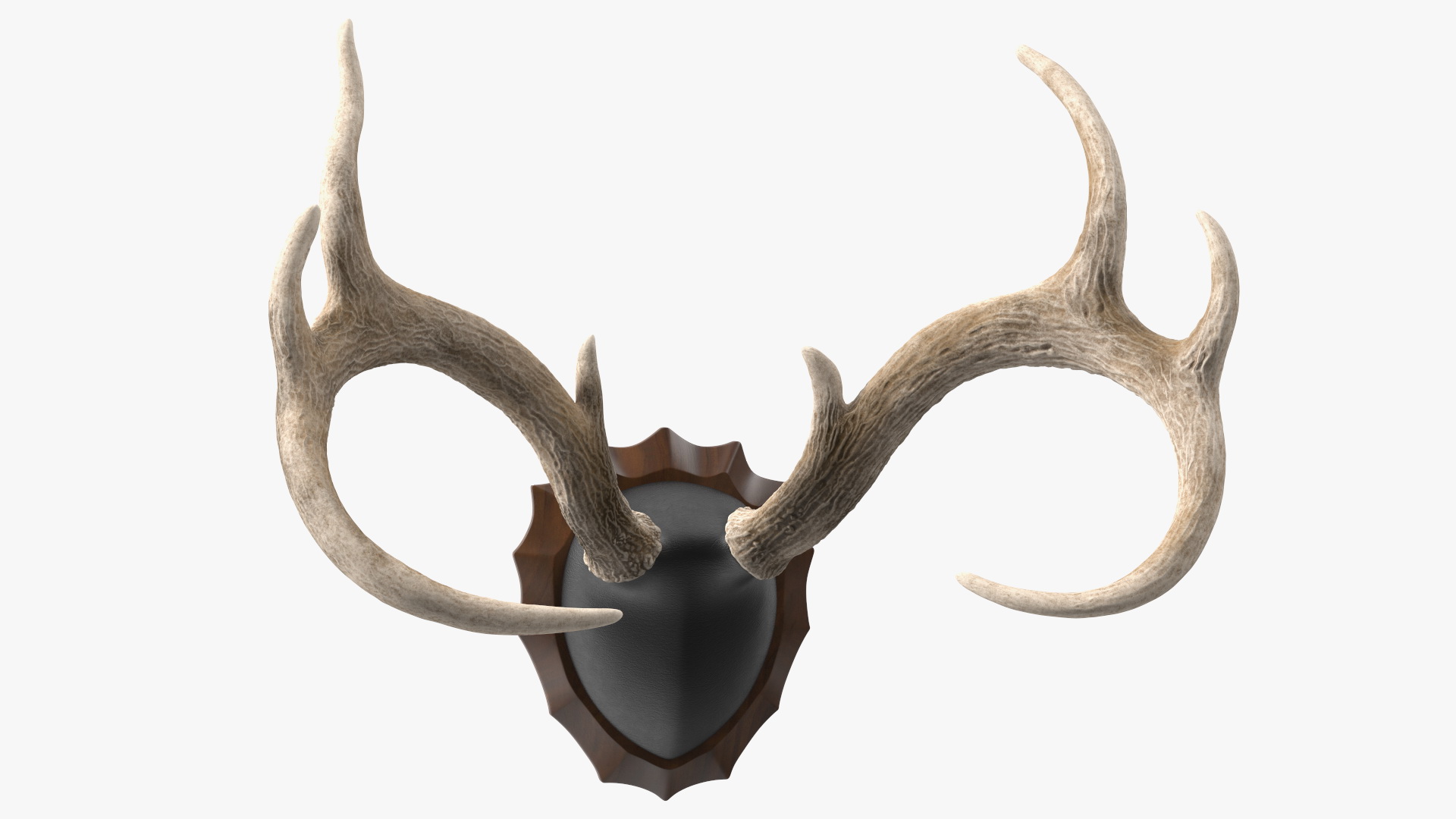 3D Deer Antlers on a Wall Mount model