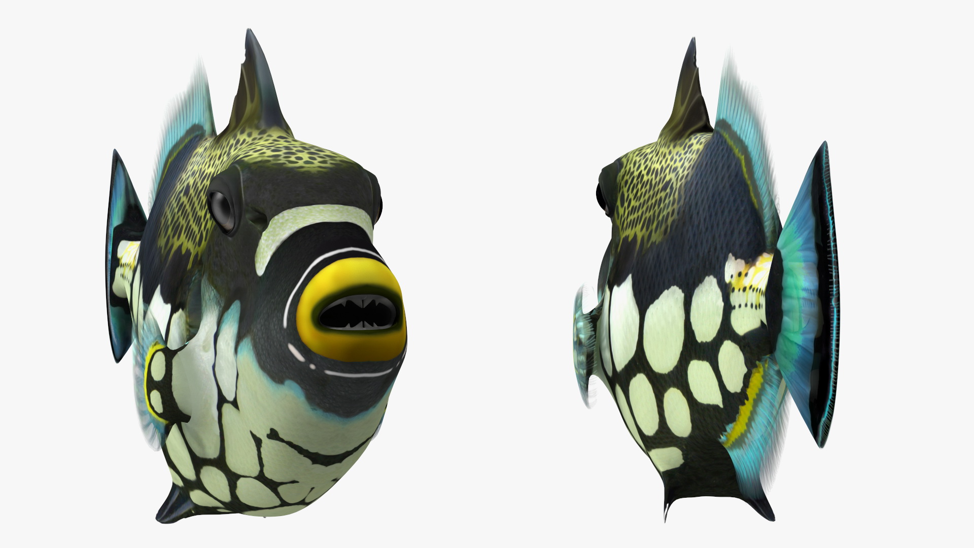 3D Realistic Clown Trigger Fish model