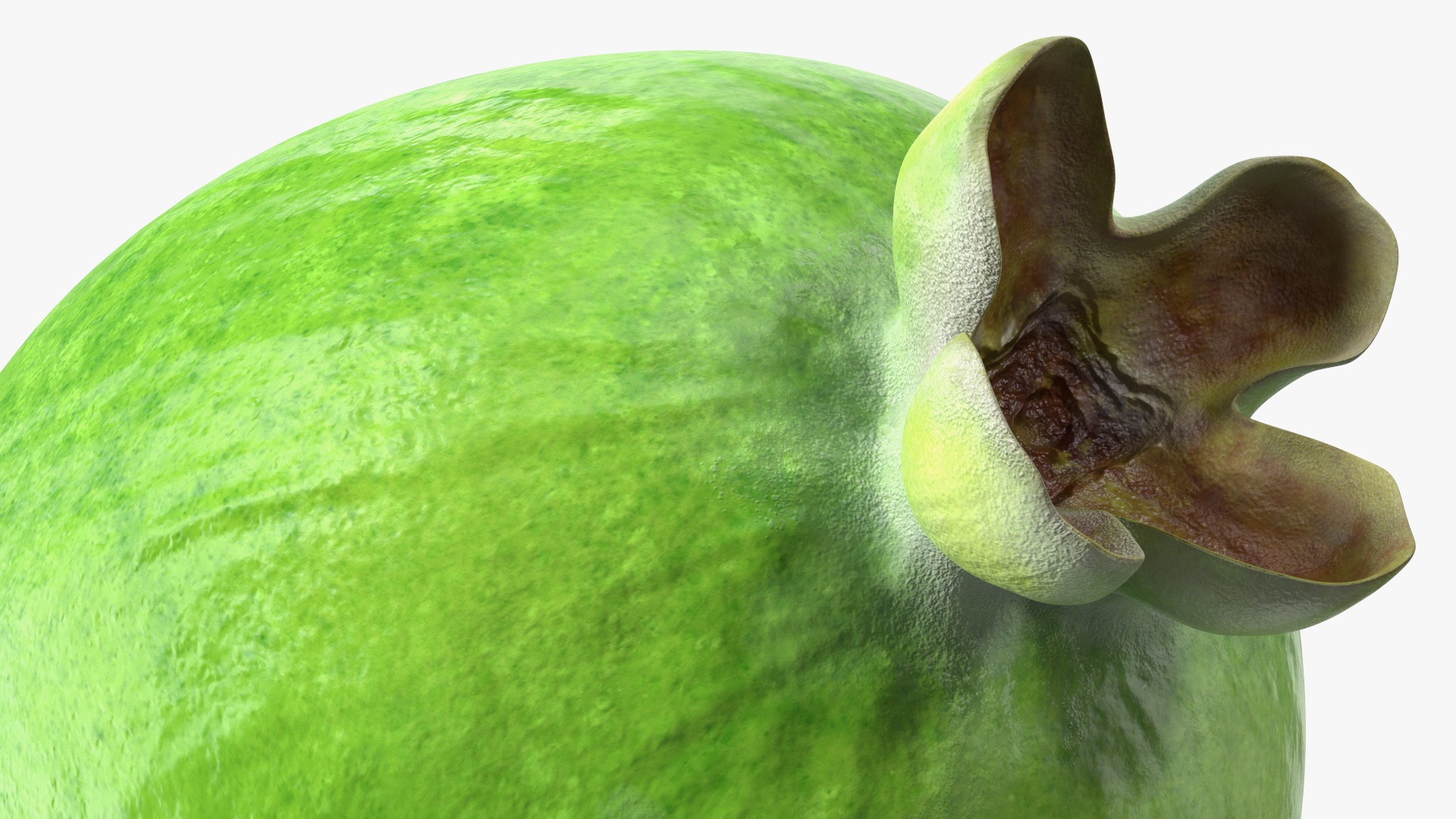 Feijoa Fruit 3D