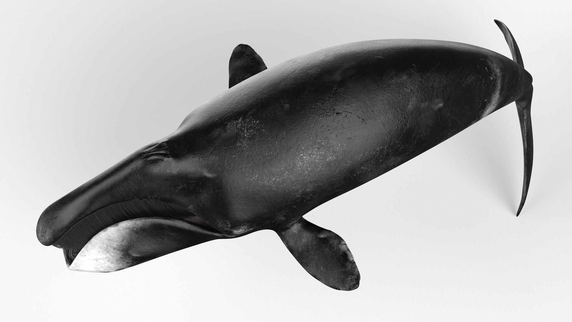 3D Sea Mammal Bowhead Whale Rest Pose Fur model