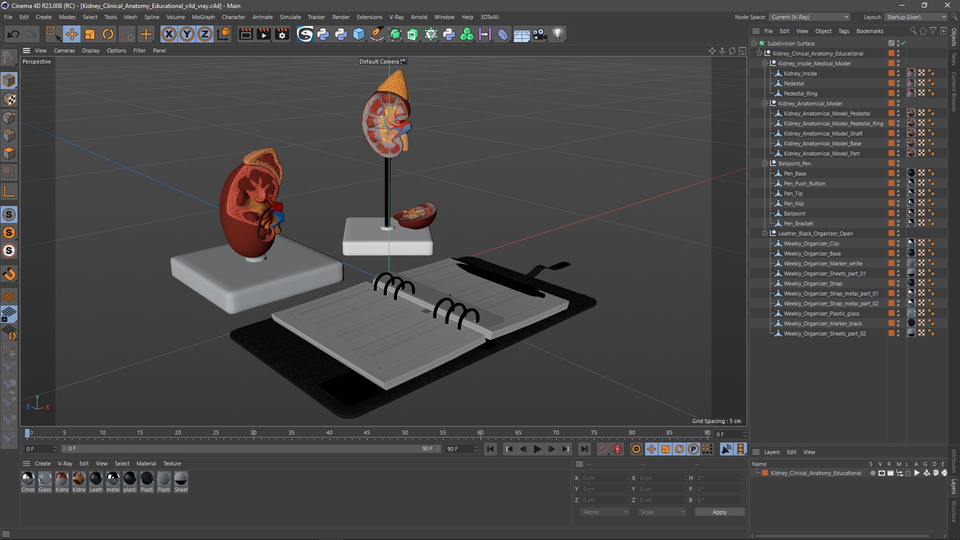 3D model Kidney Clinical Anatomy Educational