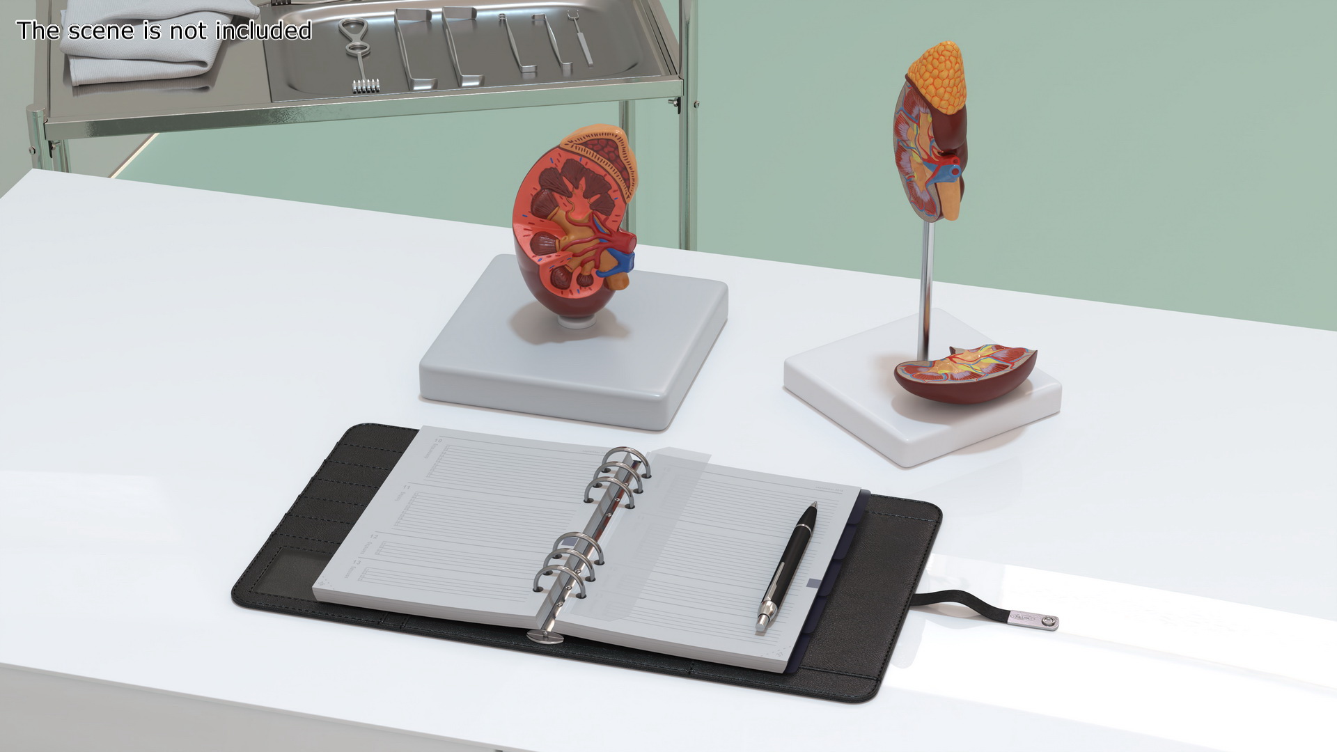 3D model Kidney Clinical Anatomy Educational