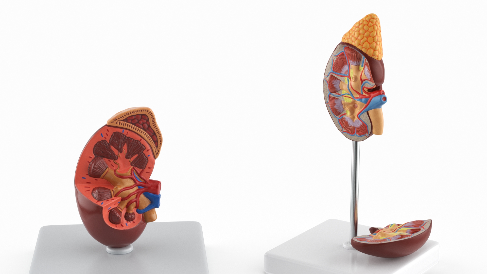 3D model Kidney Clinical Anatomy Educational