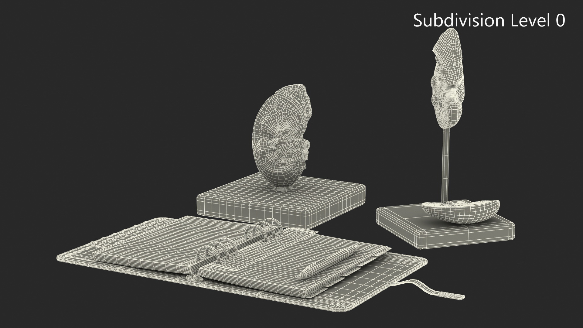 3D model Kidney Clinical Anatomy Educational