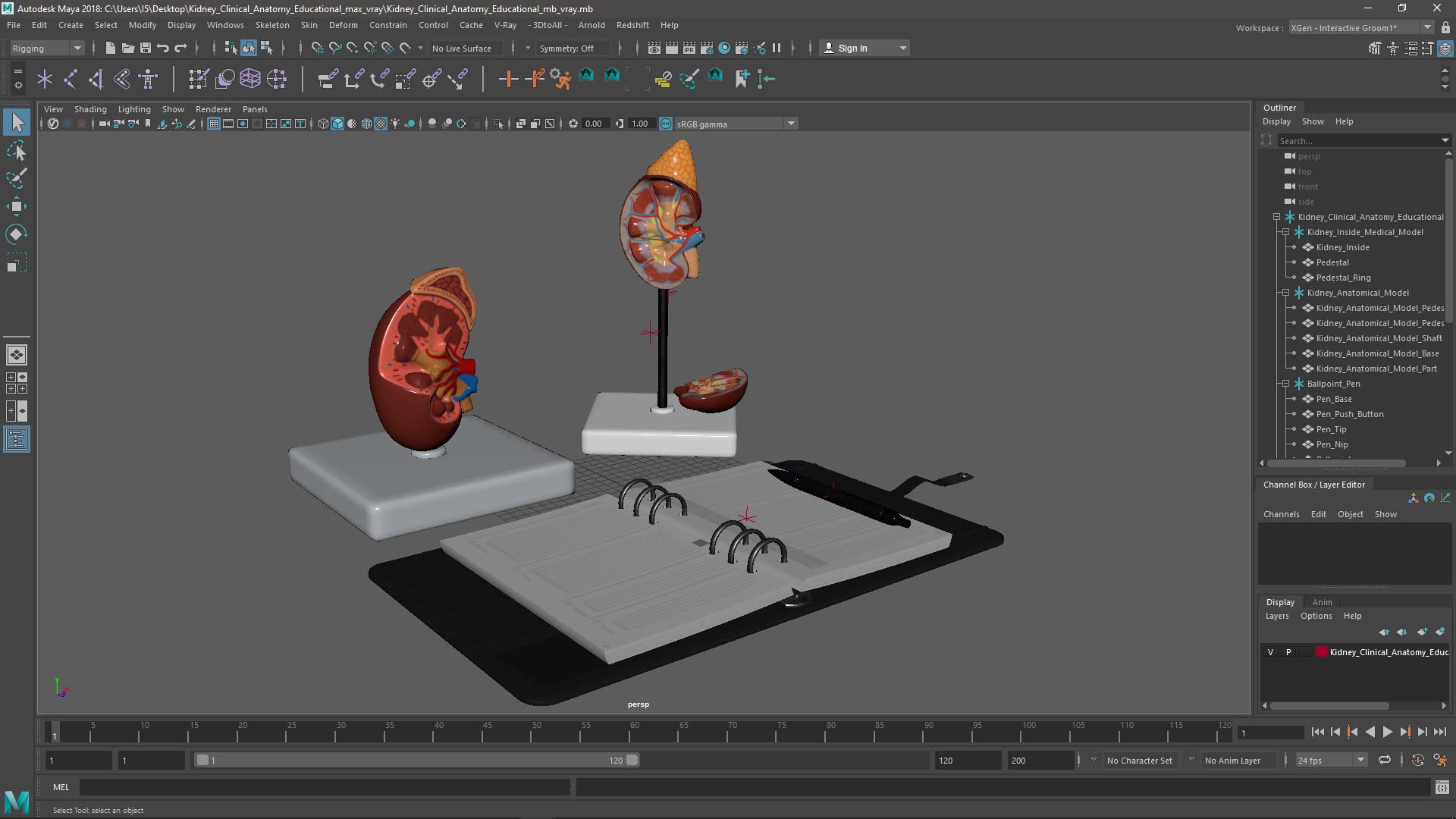 3D model Kidney Clinical Anatomy Educational