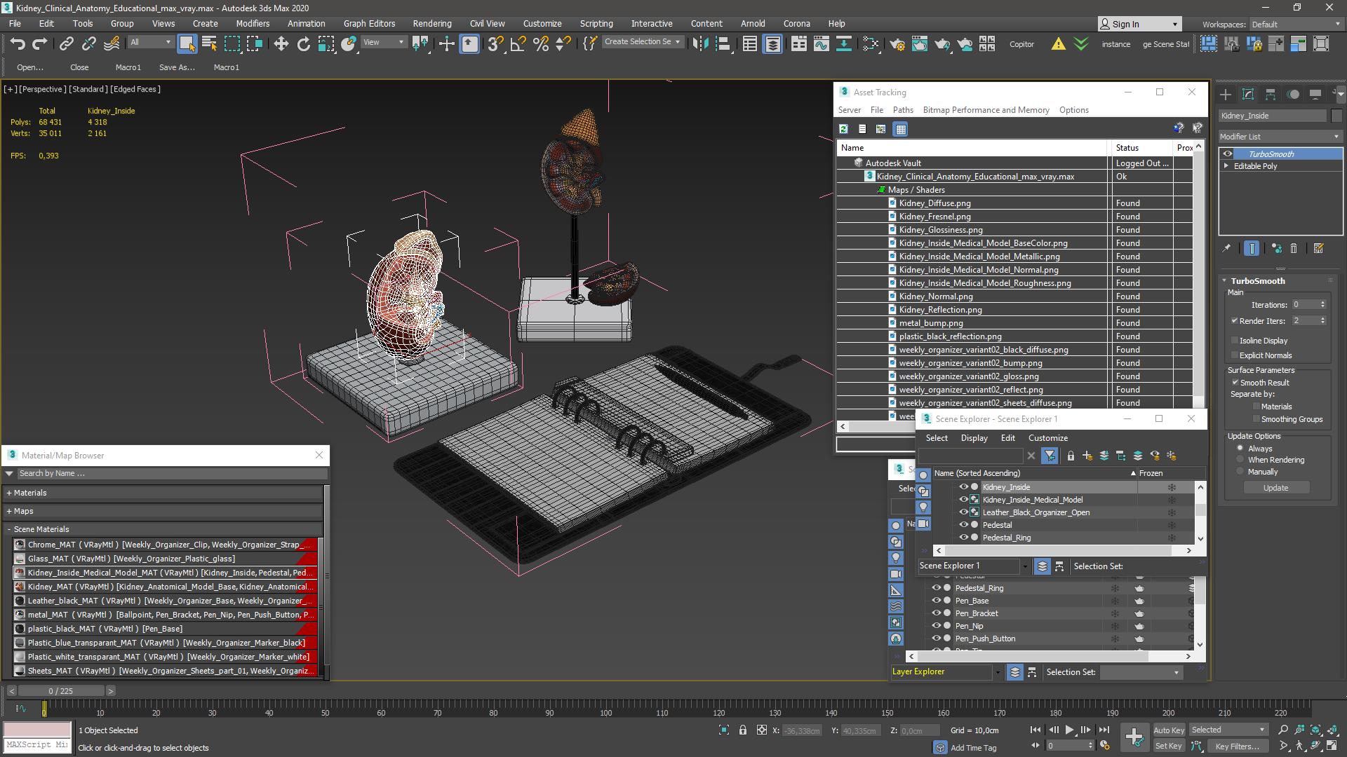 3D model Kidney Clinical Anatomy Educational