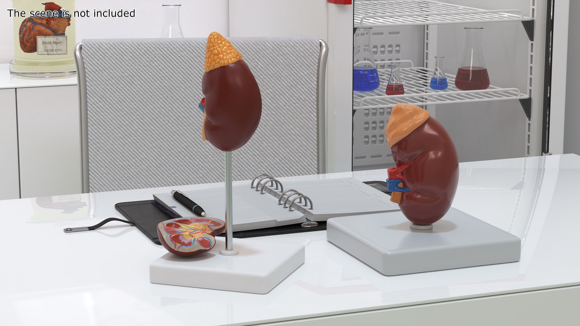 3D model Kidney Clinical Anatomy Educational