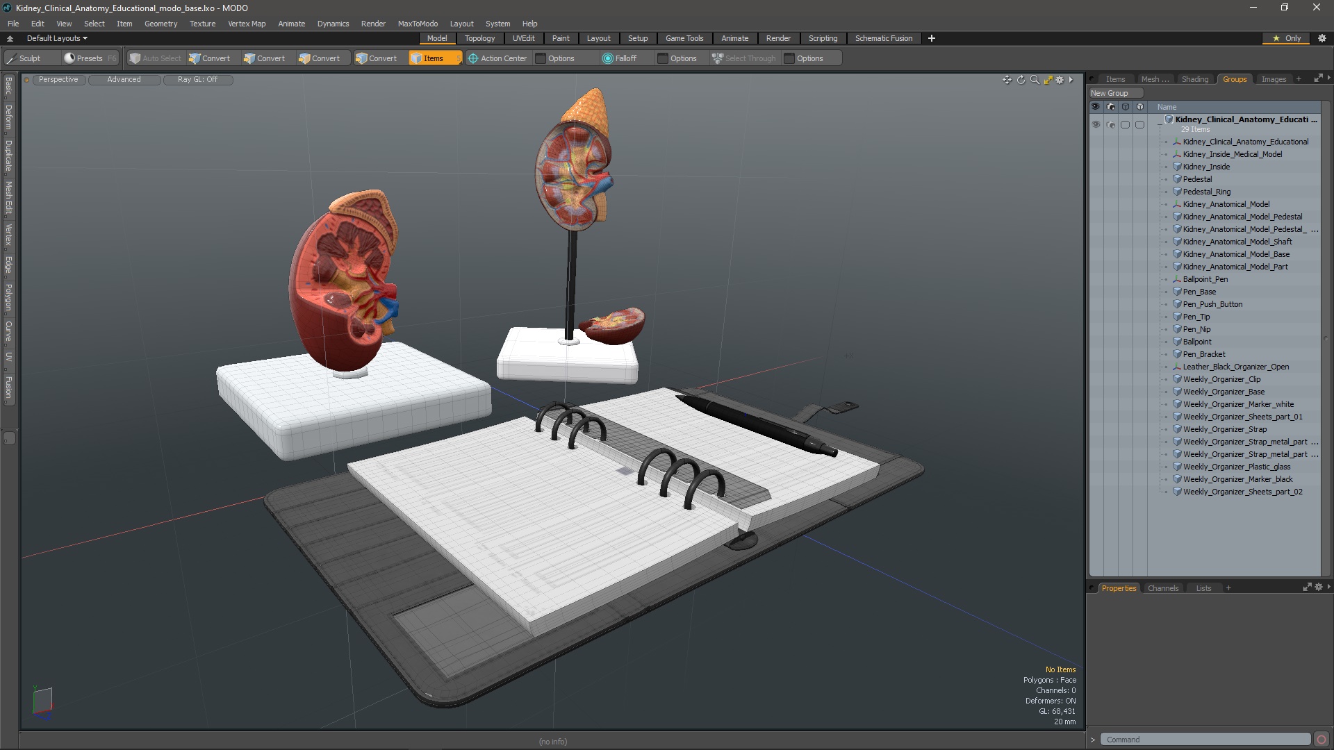 3D model Kidney Clinical Anatomy Educational