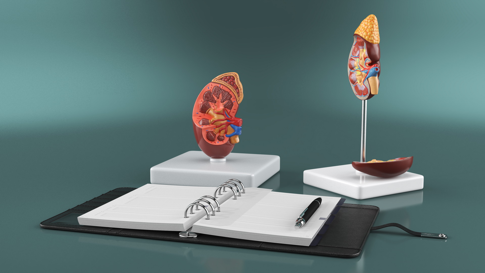 3D model Kidney Clinical Anatomy Educational