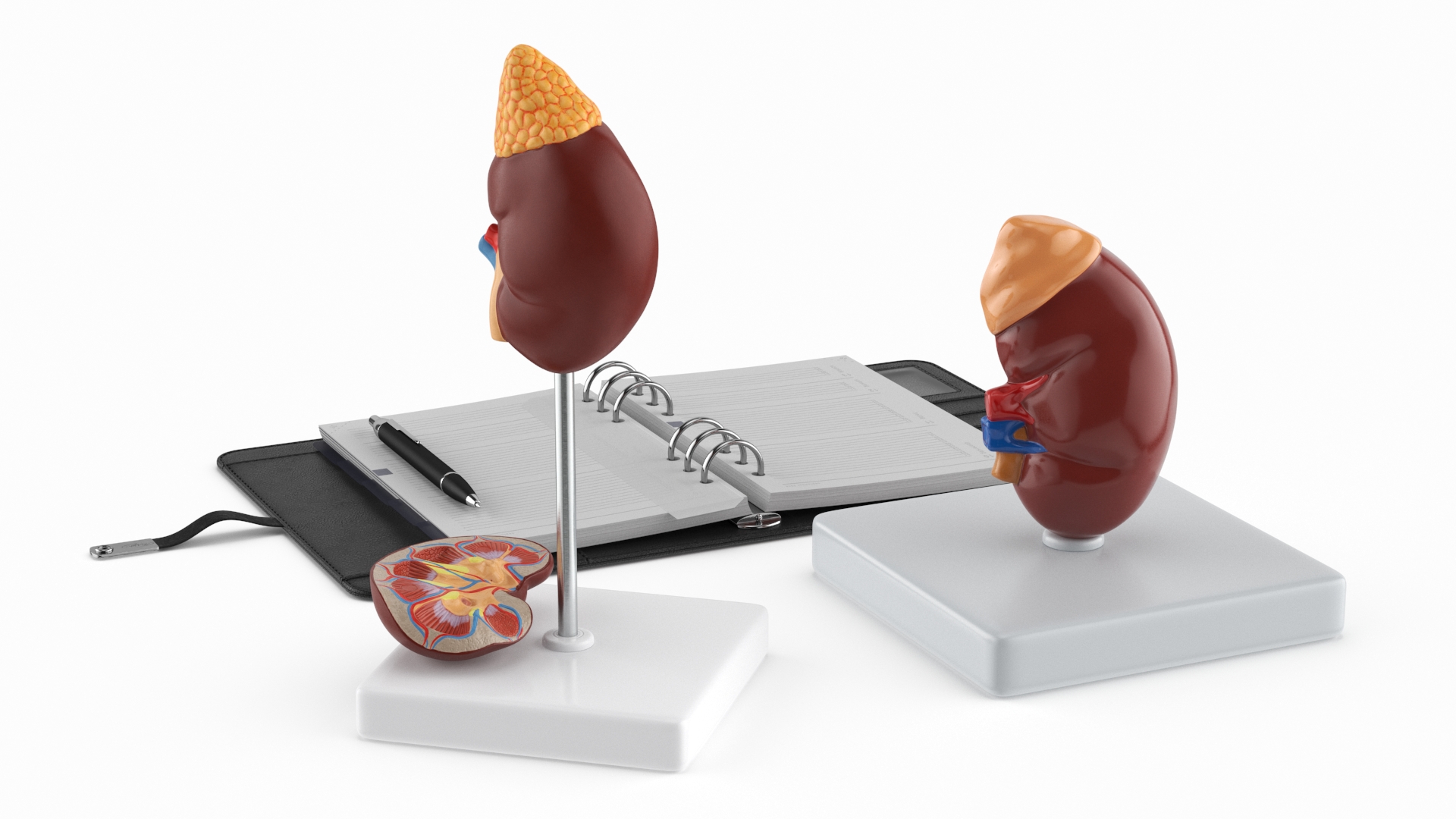 3D model Kidney Clinical Anatomy Educational