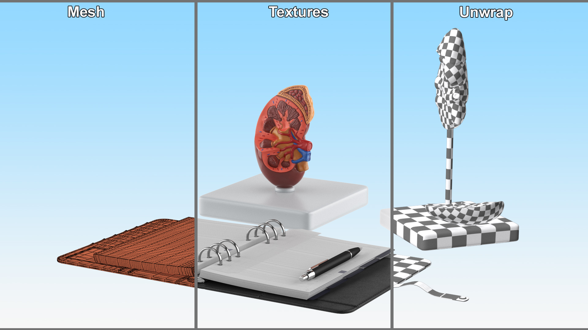 3D model Kidney Clinical Anatomy Educational