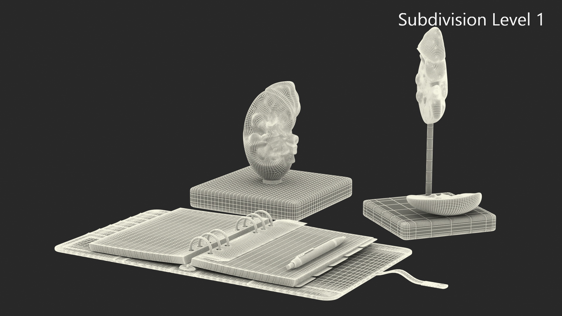 3D model Kidney Clinical Anatomy Educational