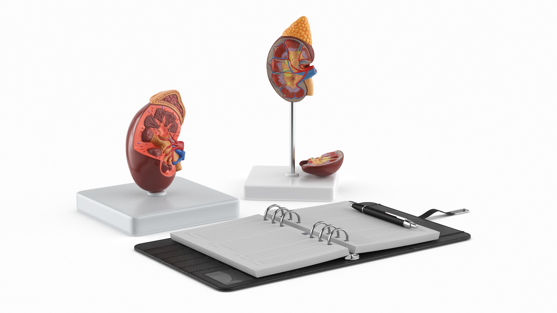 3D model Kidney Clinical Anatomy Educational