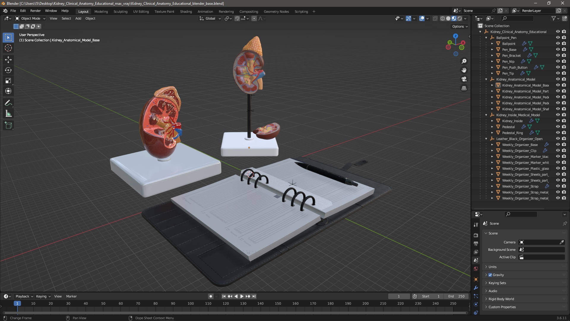 3D model Kidney Clinical Anatomy Educational