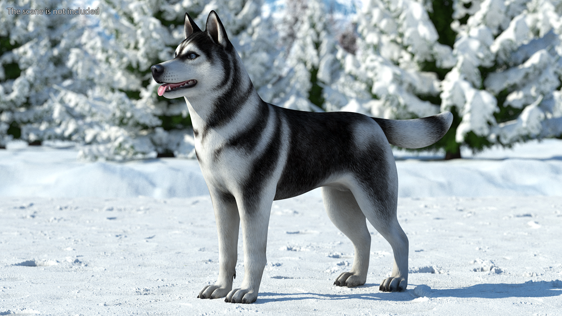 Siberian Husky Black and White Rigged 3D