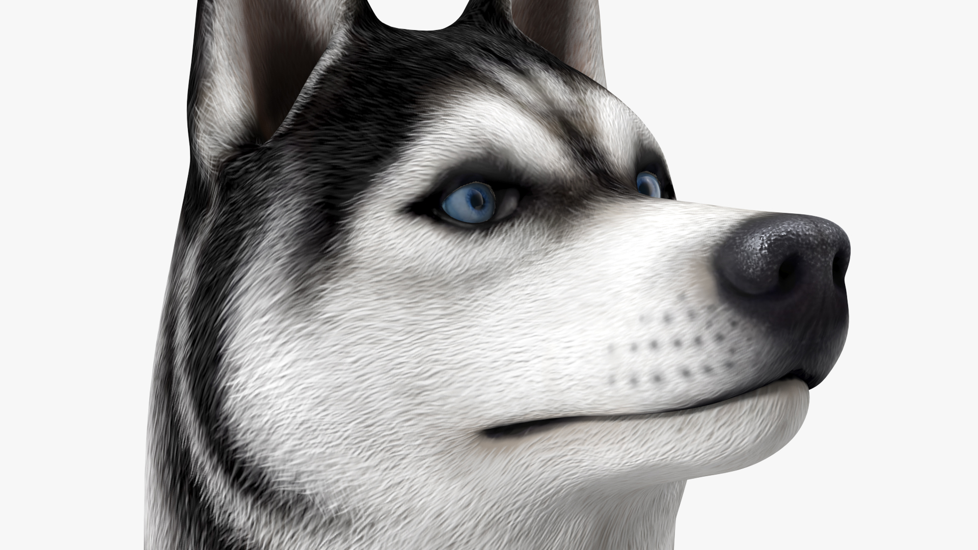 Siberian Husky Black and White Rigged 3D