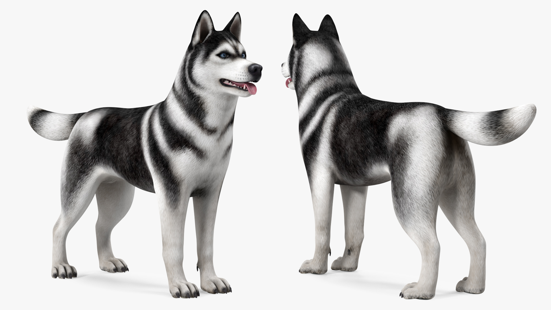 Siberian Husky Black and White Rigged 3D