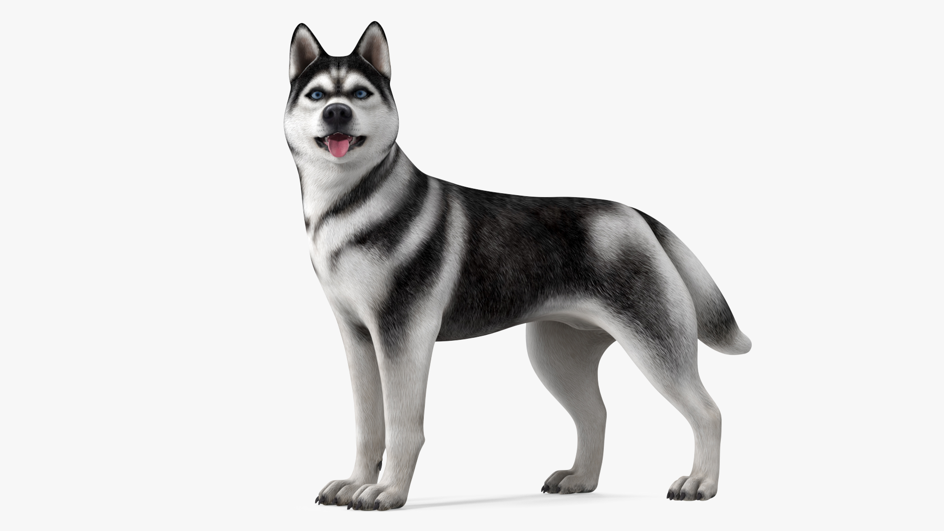 Siberian Husky Black and White Rigged 3D