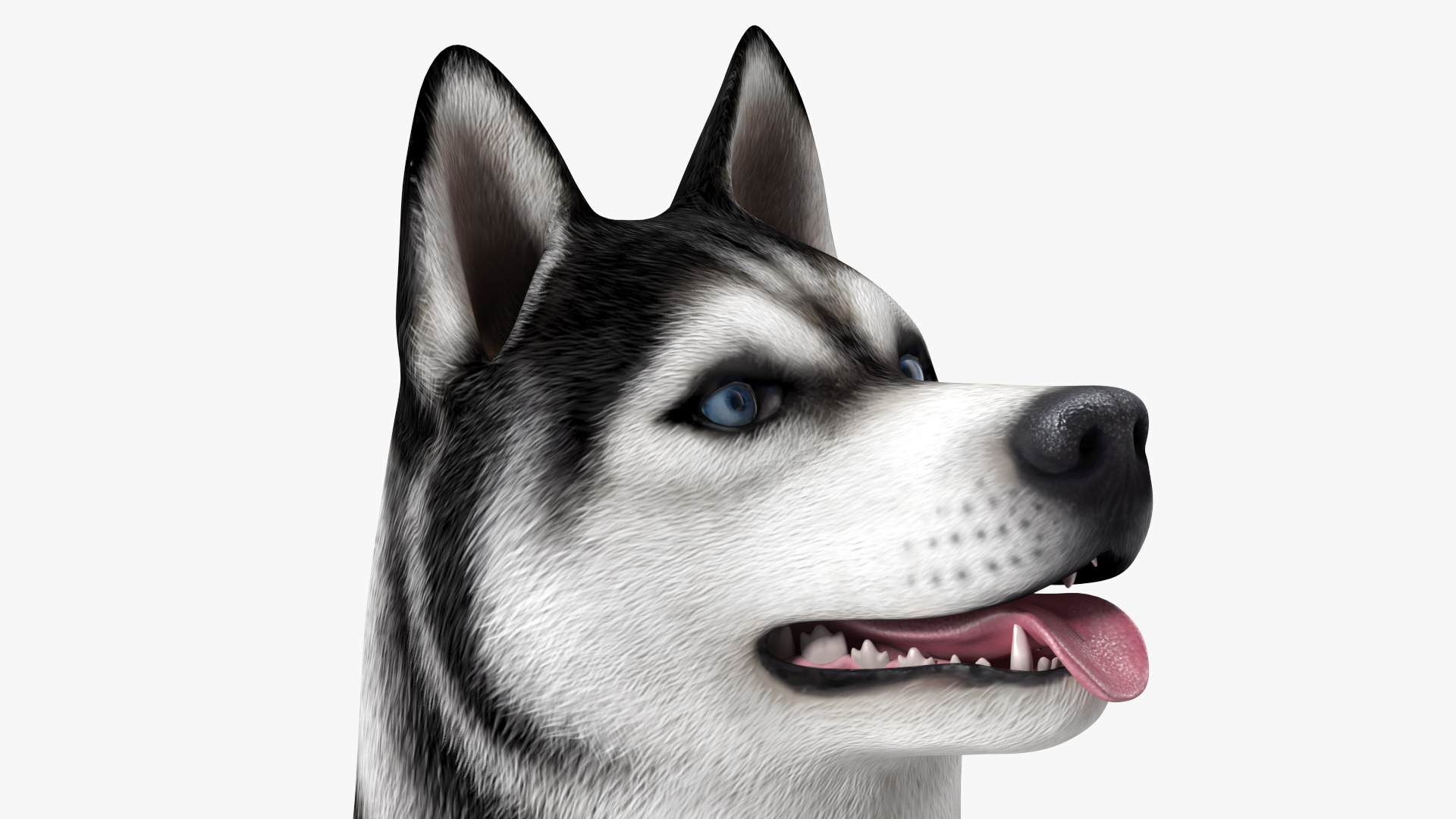 Siberian Husky Black and White Rigged 3D