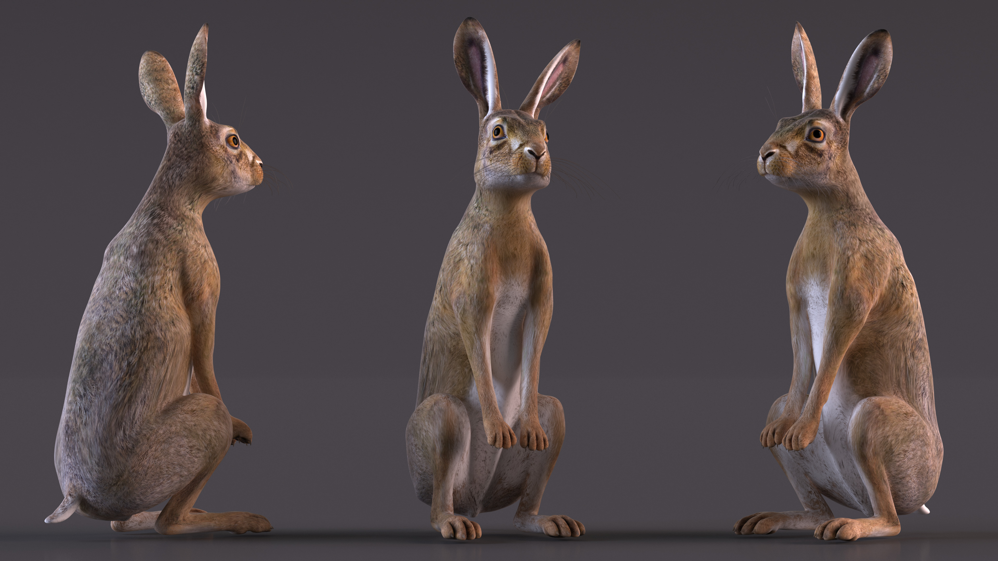 3D Jackrabbit Rigged for Maya