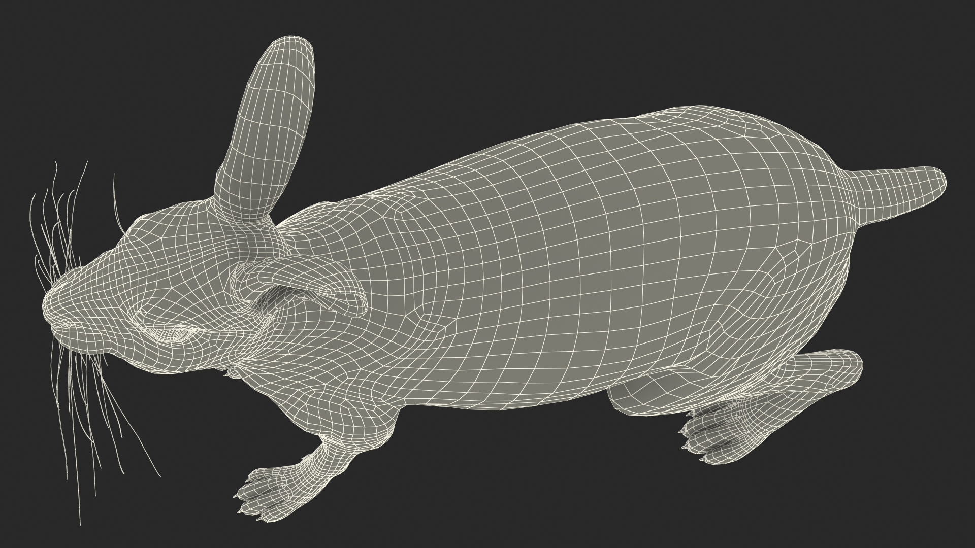 3D Jackrabbit Rigged for Cinema 4D