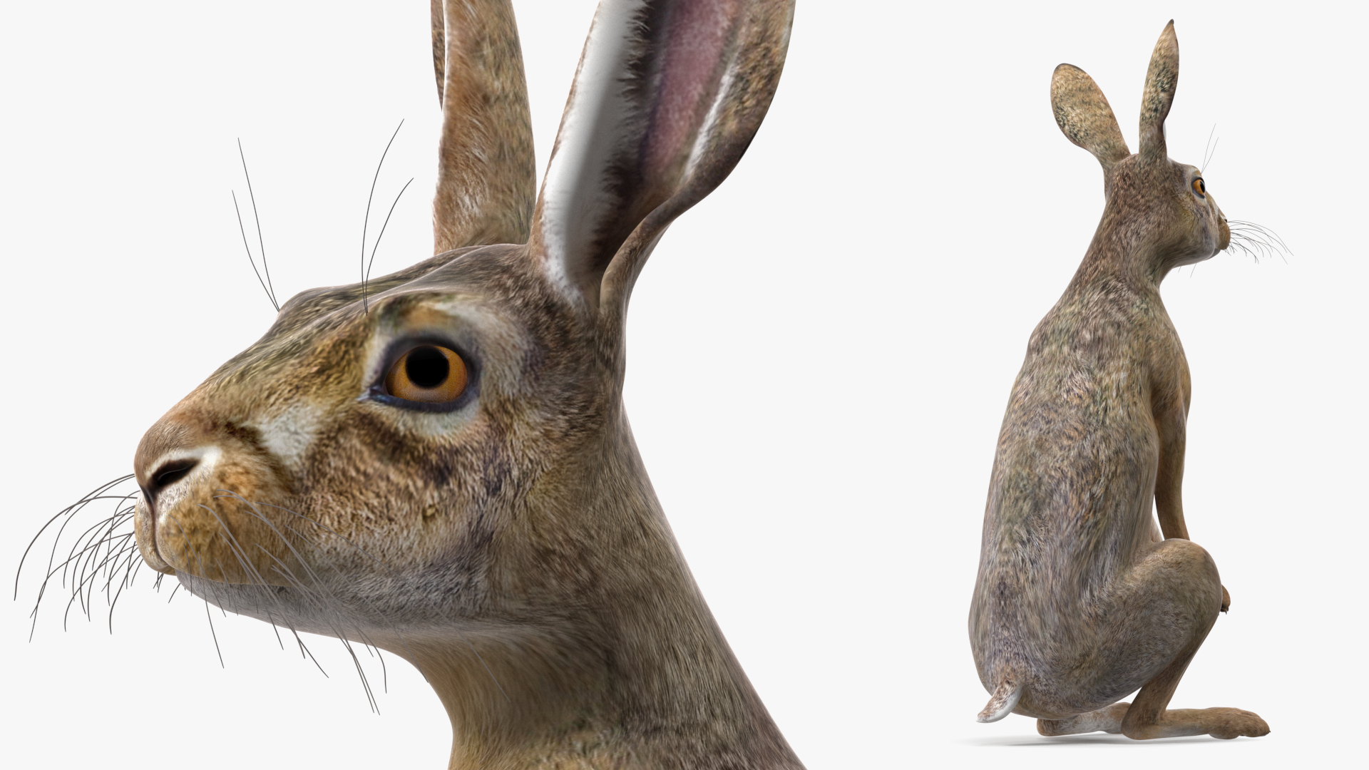 3D Jackrabbit Rigged for Cinema 4D