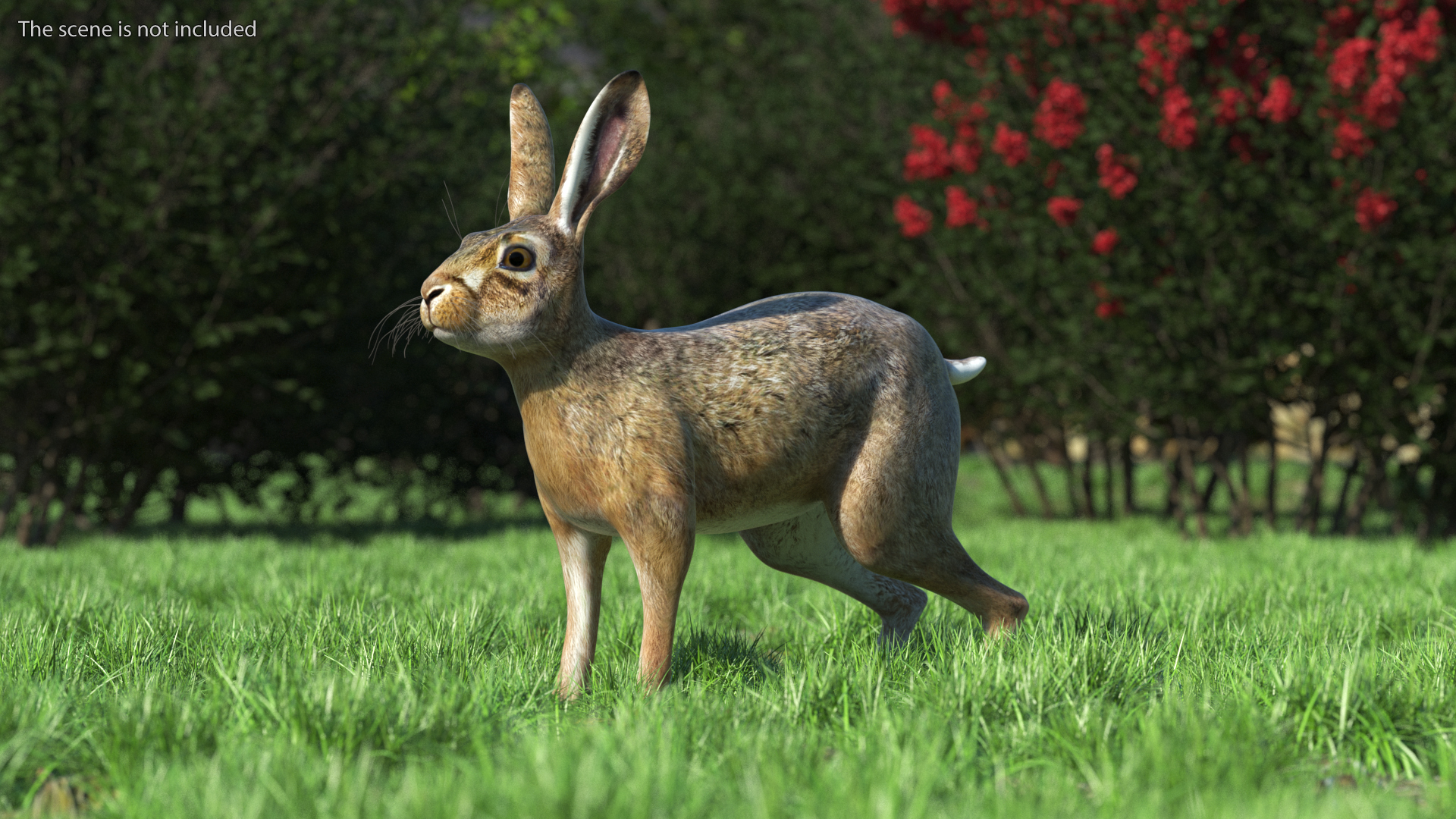 3D Jackrabbit Rigged for Maya