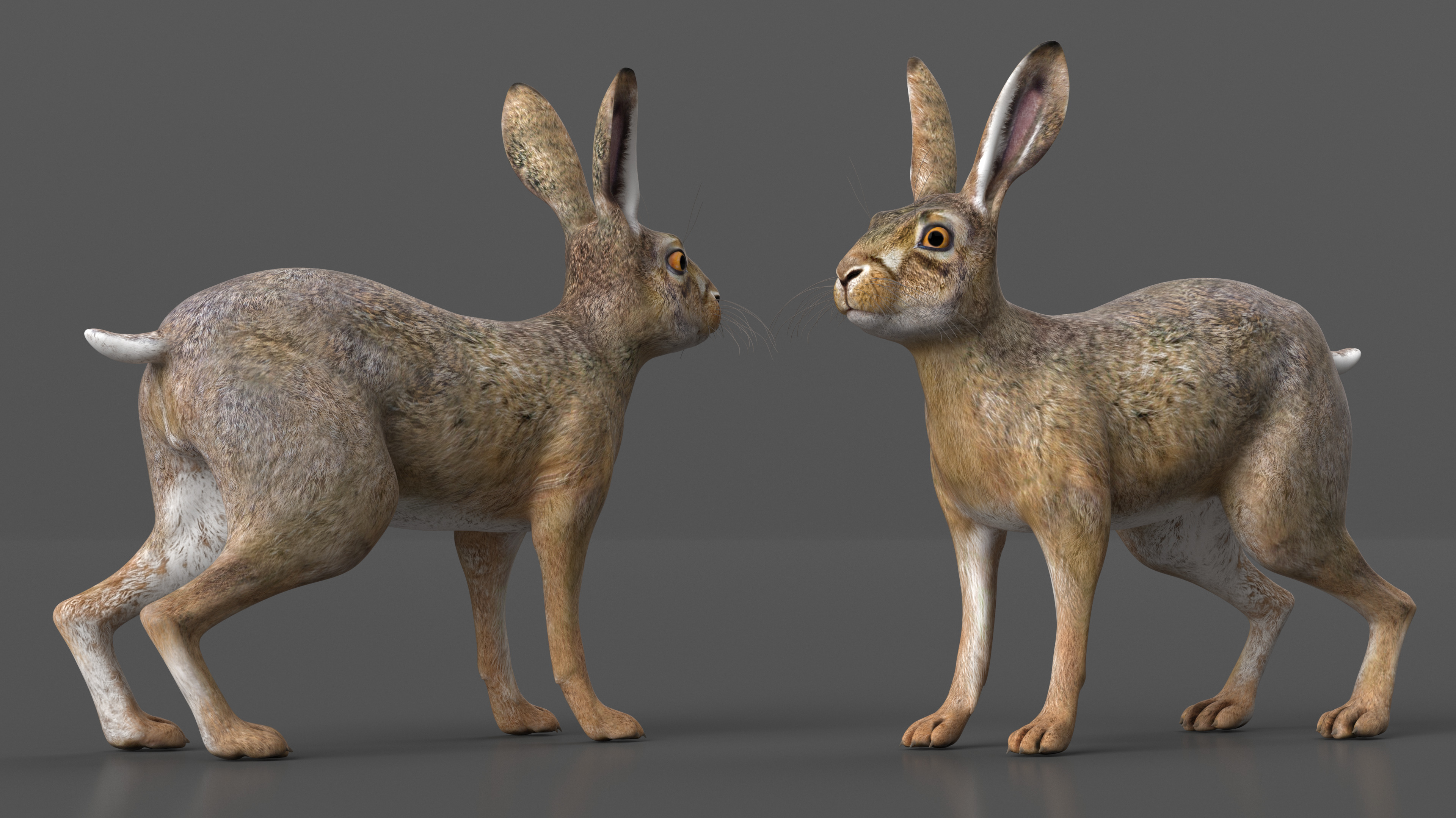 3D Jackrabbit Rigged for Maya