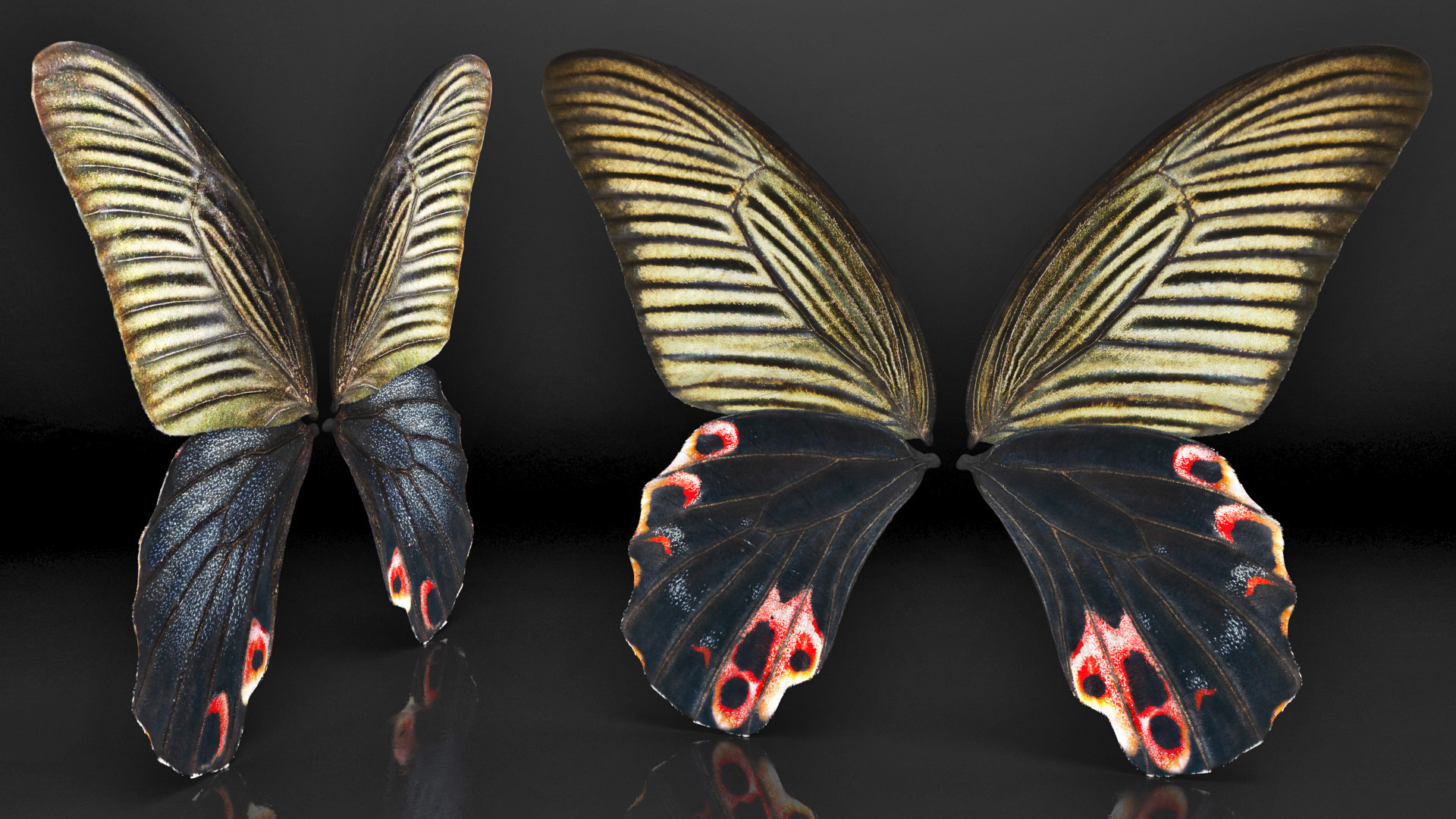 Papilio Protenor Wings Female 3D model