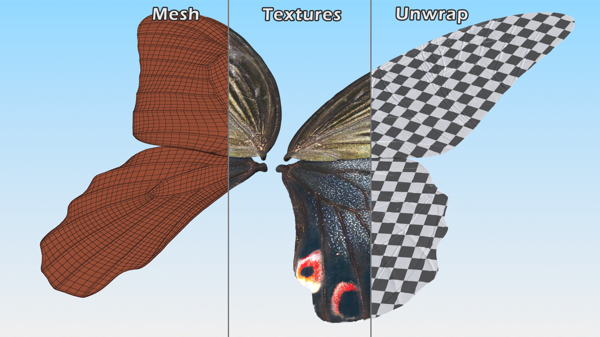 Papilio Protenor Wings Female 3D model