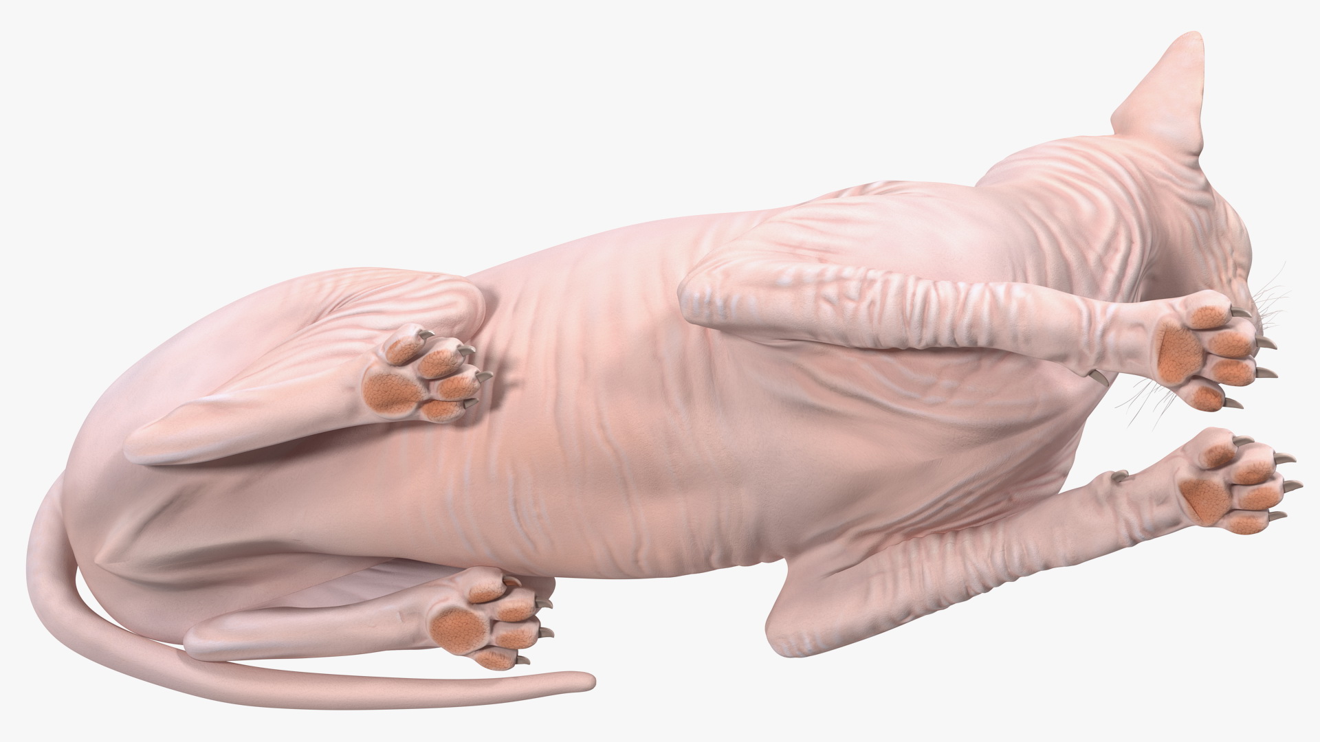 3D Cream White Sphynx Cat Lying Pose model