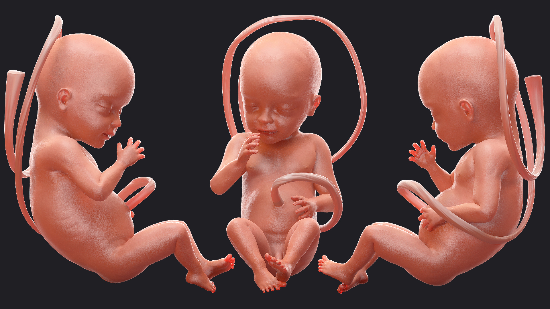 3D Human Fetus at 24 Weeks model