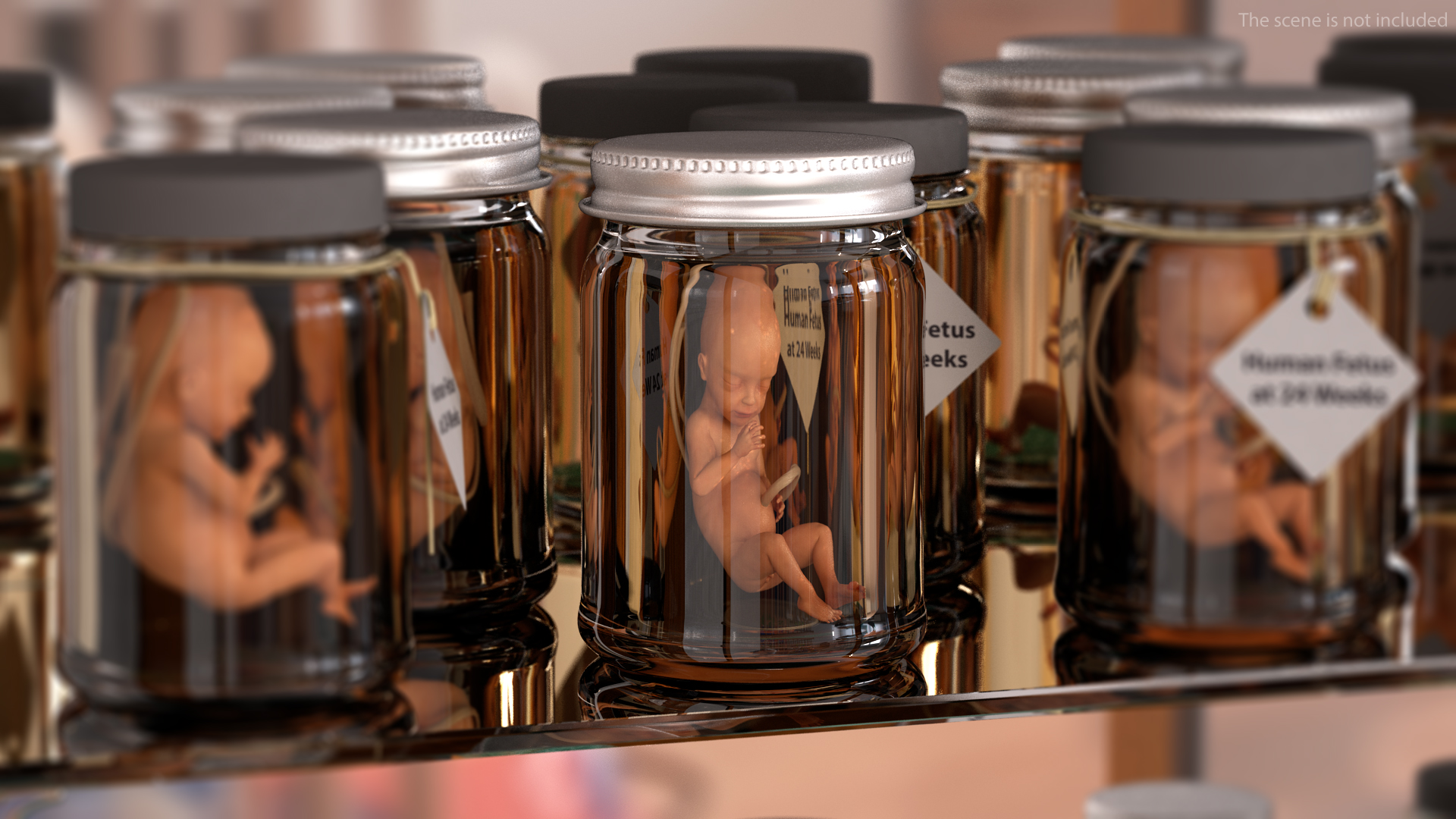 3D Human Fetus at 24 Weeks model