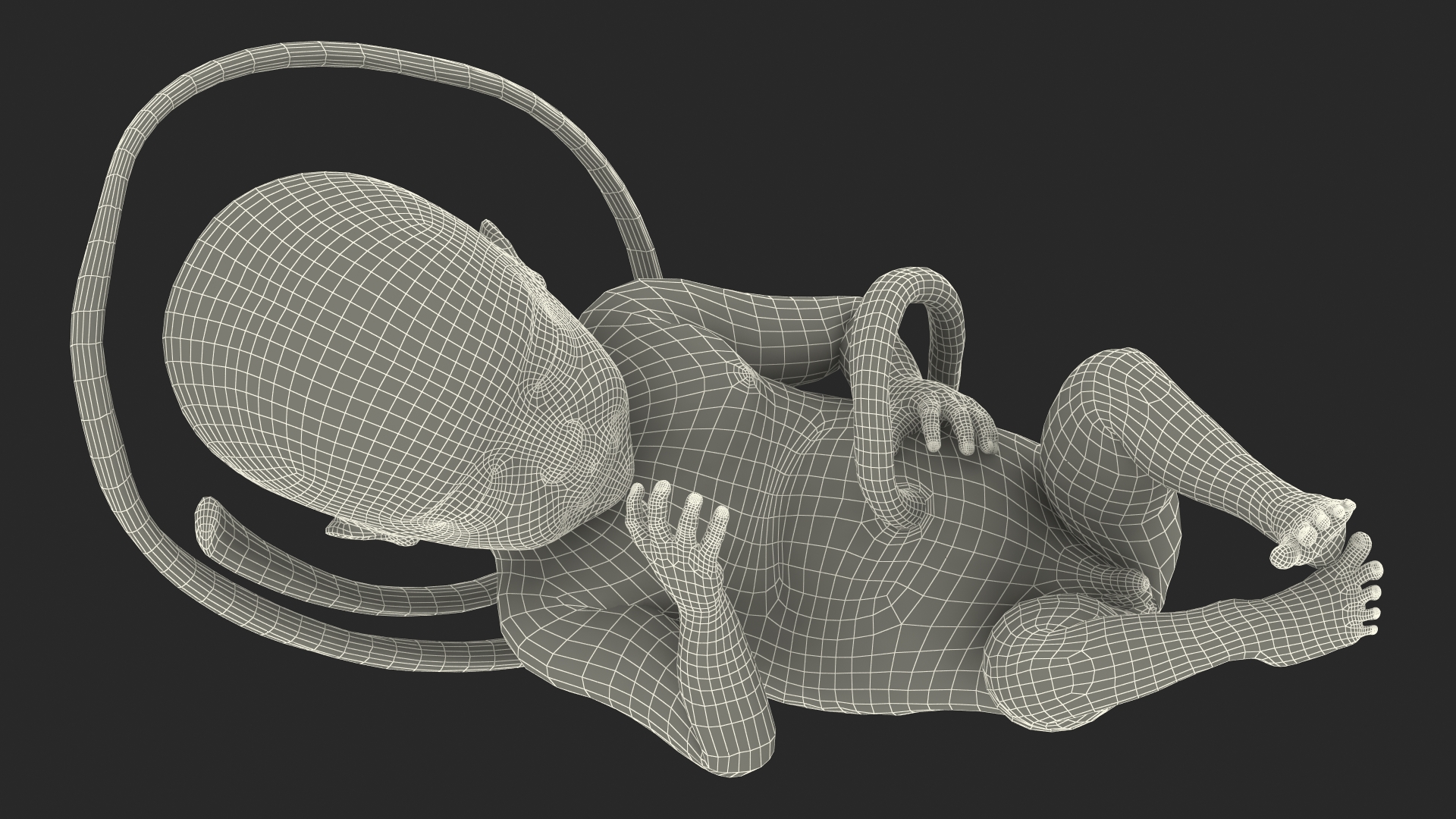 3D Human Fetus at 24 Weeks model