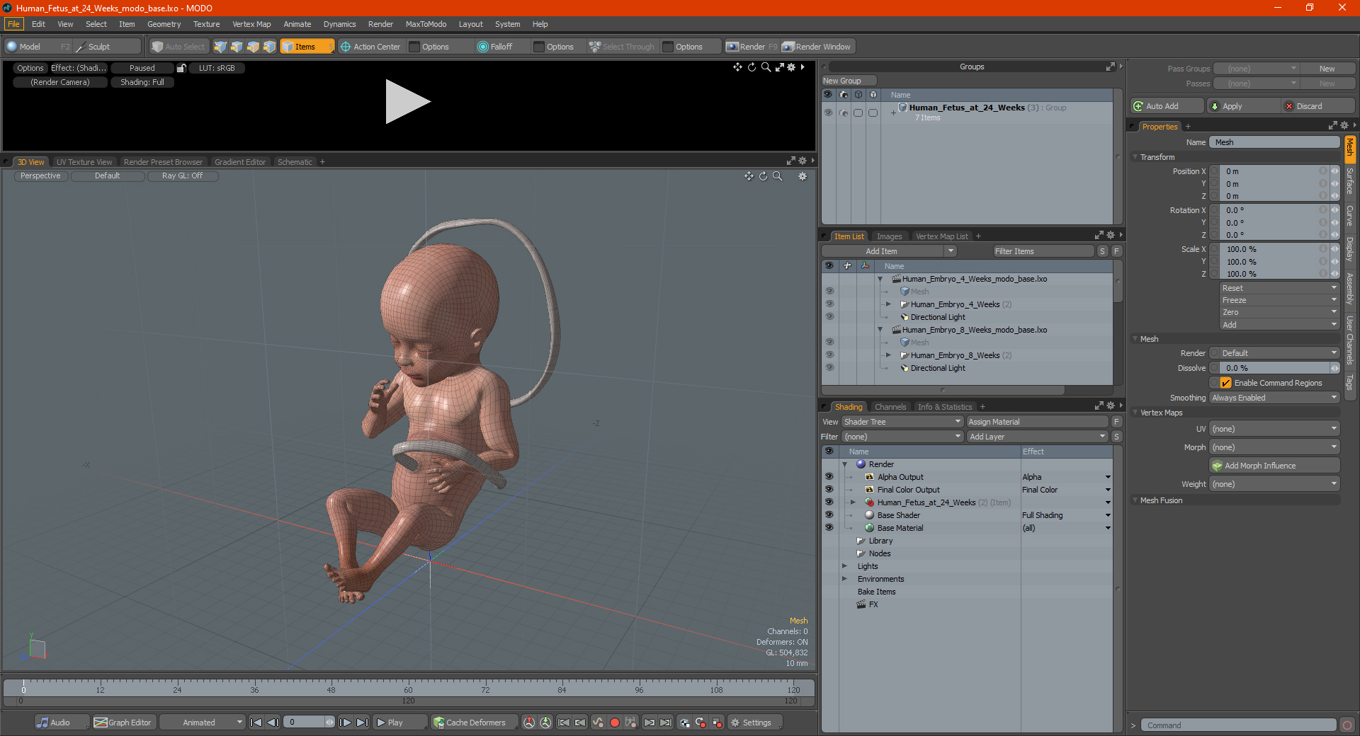 3D Human Fetus at 24 Weeks model