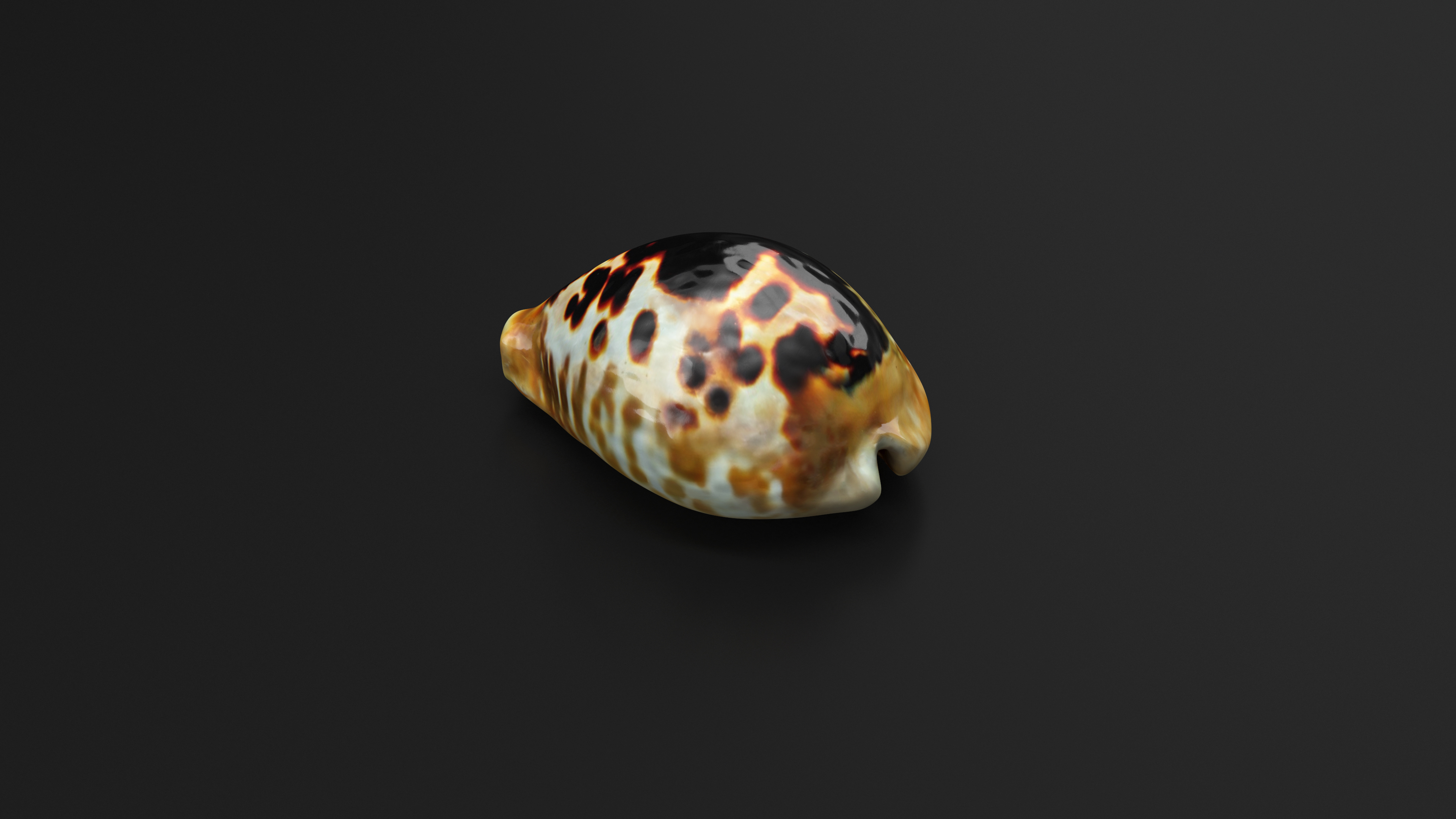 3D Sea Shell Cypraea Mus